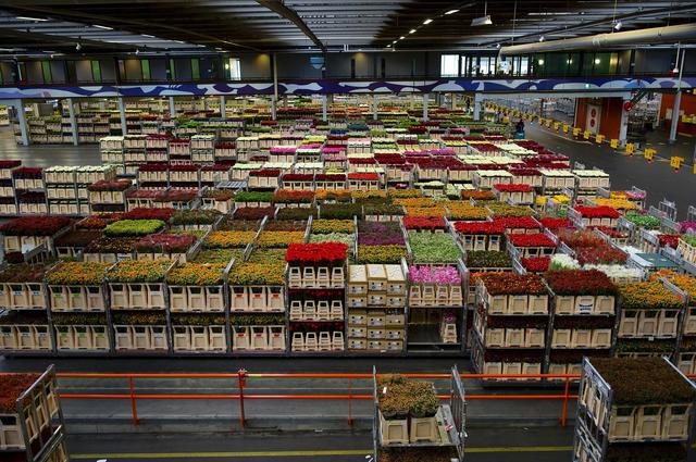 Цветочные аукционы FloraHolland