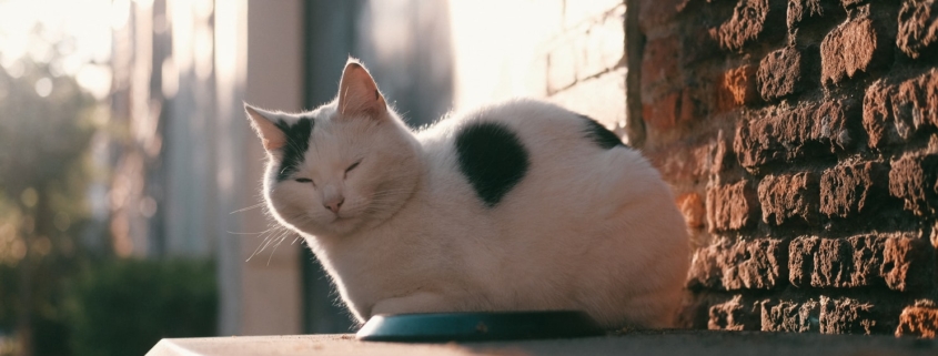 Харлемский кот