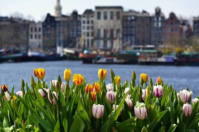 Цветы в Амстердаме
