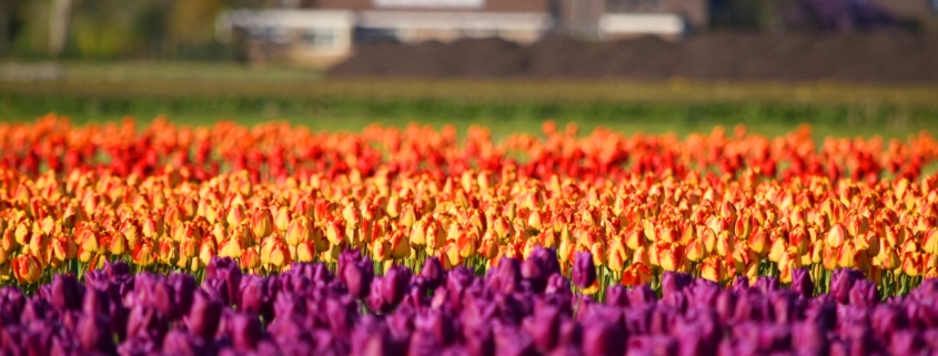 Тюльпаны парка Кёкенхоф