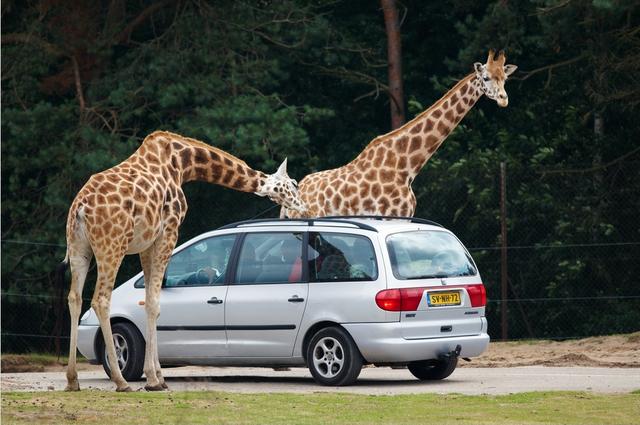 Фото: Arend / Wikimedia Commons / CC BY-SA 2.0 Сафари–парк «Beekse Bergen»