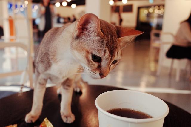 Кото-кафе «Kattencafe Kopjes»