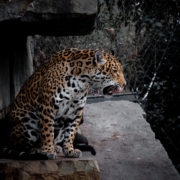 Леопард в амстердамском зоопарке