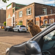 Рыжий кот на улицах Амстердама
