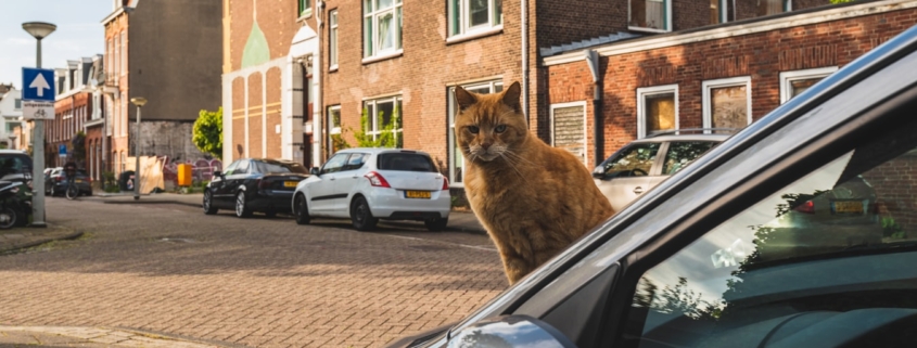 Рыжий кот на улицах Амстердама