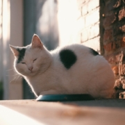 Харлемский кот