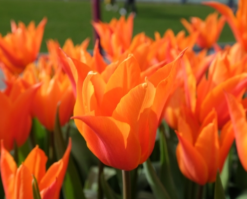 Оранжевые тюльпаны в Амстердаме