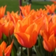 Оранжевые тюльпаны в Амстердаме