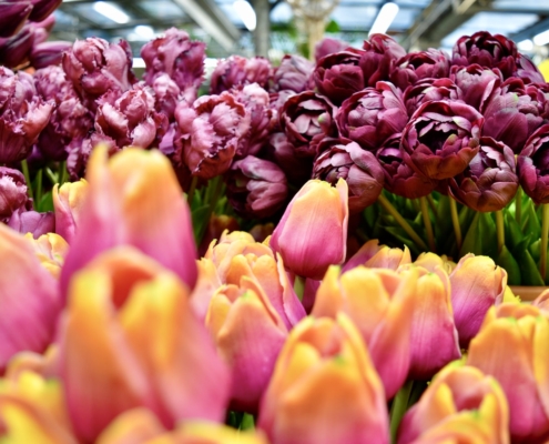 Тюльпаны на рынке Блеменмаркт