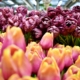 Тюльпаны на рынке Блеменмаркт