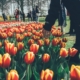 Тюльпаны в парке Кёкенхоф