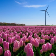 Розовые тюльпаны на полях в Нидерландах