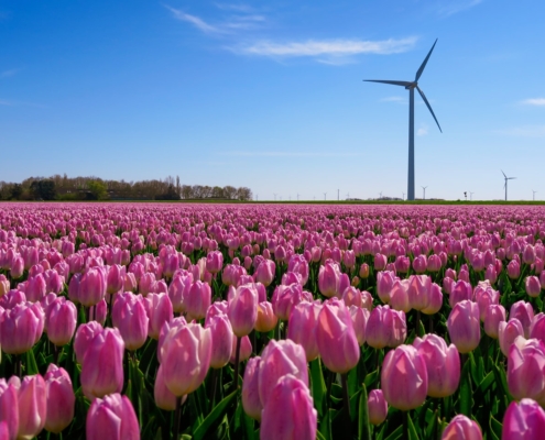 Розовые тюльпаны на полях в Нидерландах
