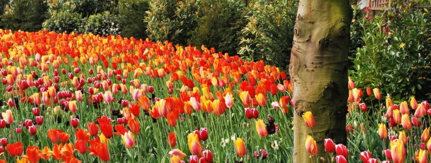 Тюльпаны в парке Кейкенхоф